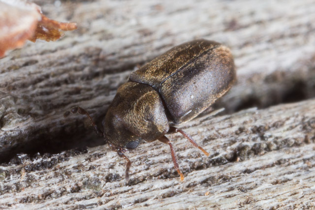 bugs that look like flying termites