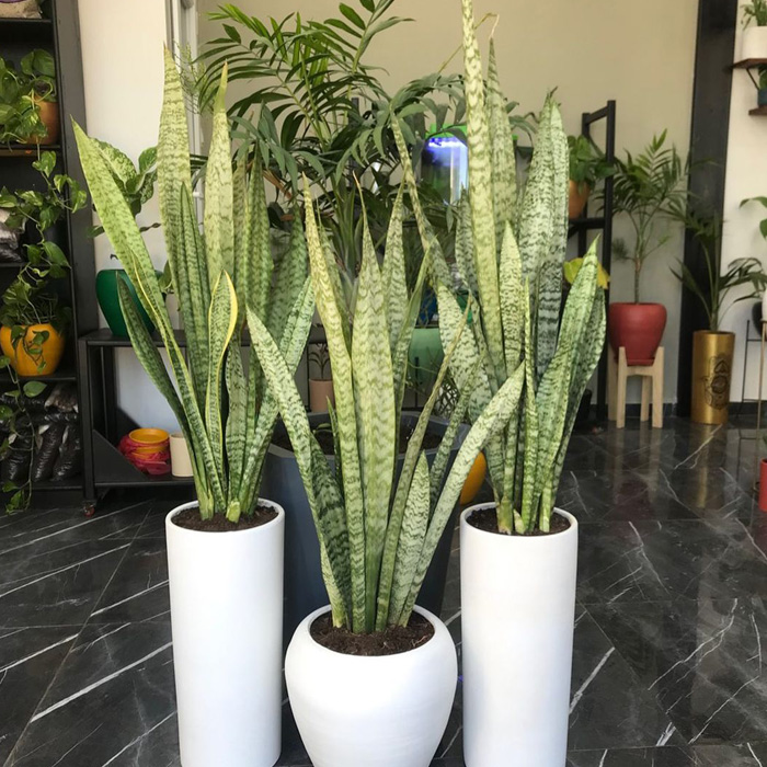 are snake plants toxic to cats