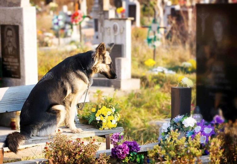 how much does it cost to cremate a dog
