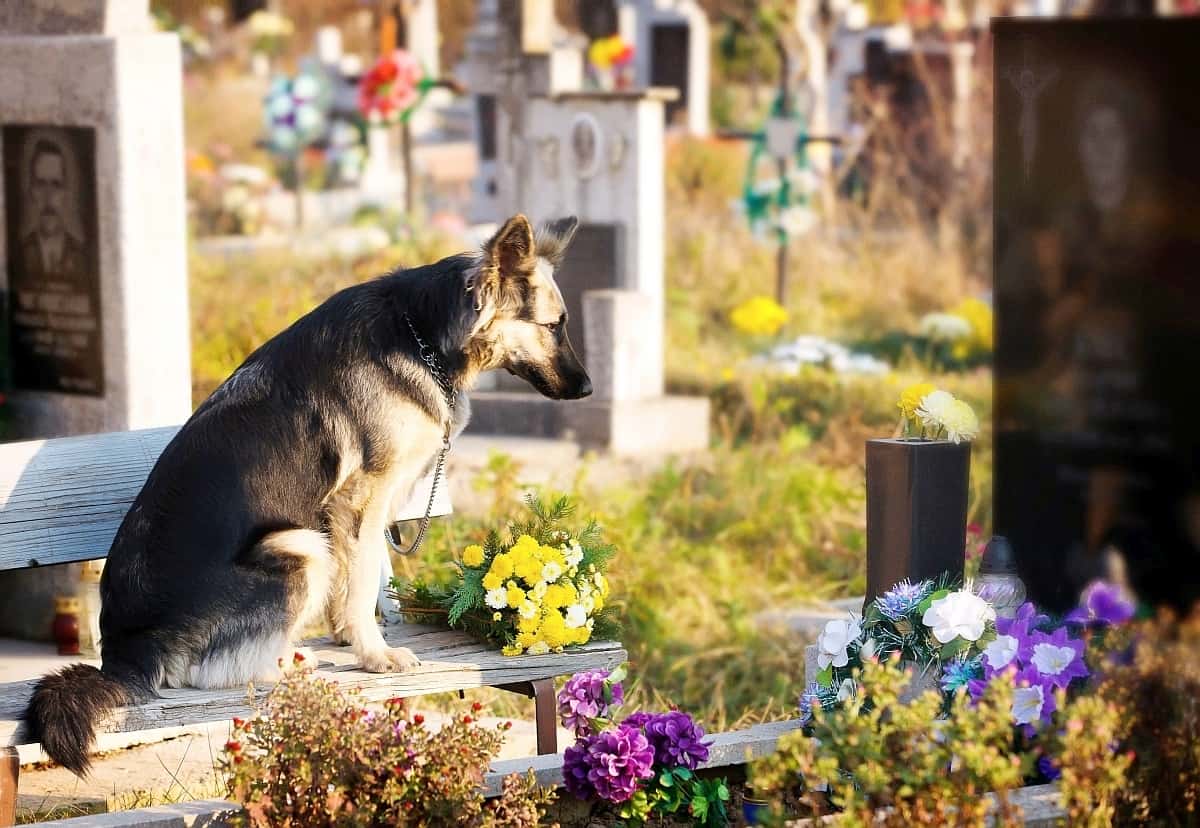 how much does it cost to cremate a dog