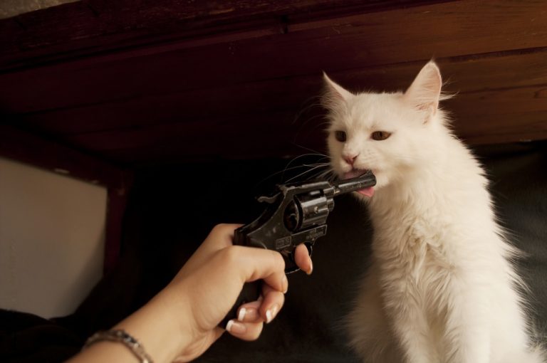 how to talk to your cat about gun safety