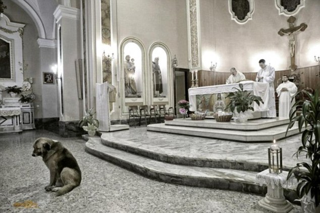 Loyal dog attends mass every day at church where owner's funeral was held, waiting for her to return