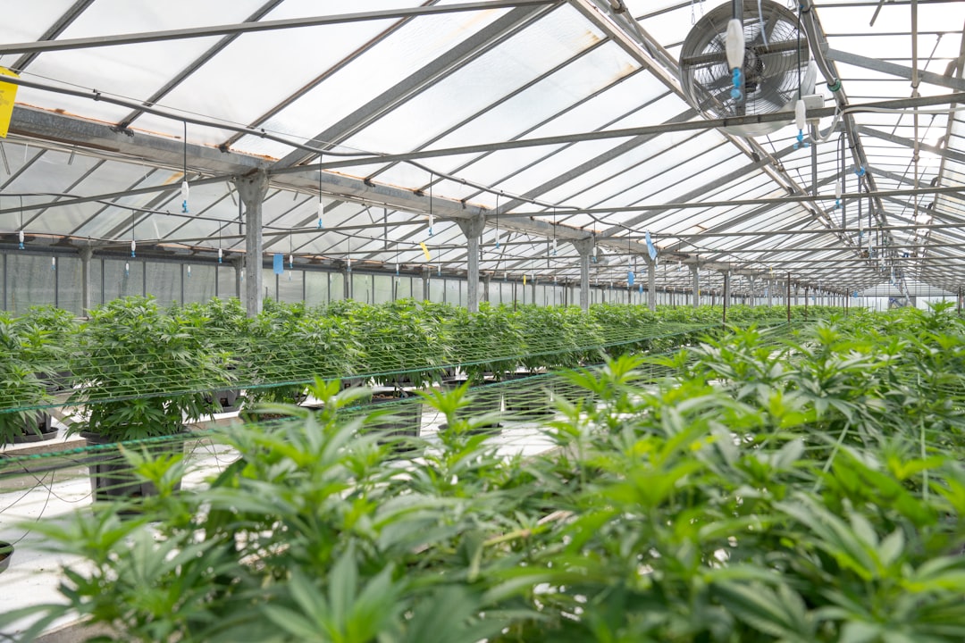 Photo Quantum greenhouse